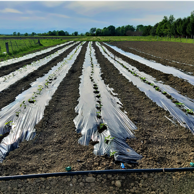 Uzgoj ljutih papričica uz suvremenu tehnolgiju navodnjavanja