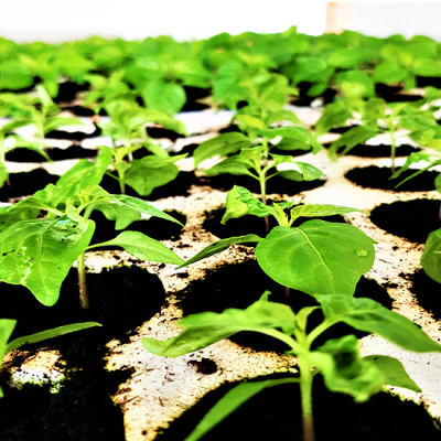 Sadnice ljutih papričica