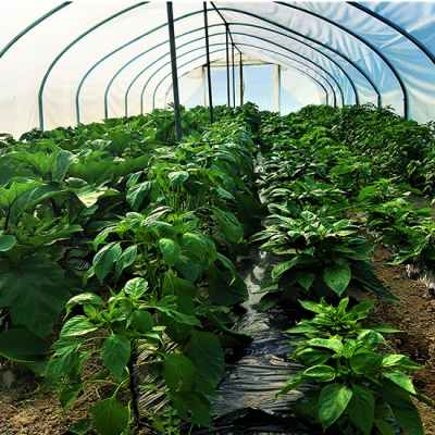 plastenik za proizvodnju ljutih papričica